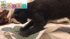 GATO TENDO ILUSÃO DE ÓTICA